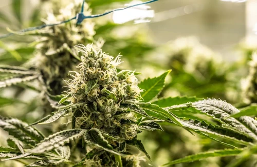 11 Tips for Bigger Autoflower Buds