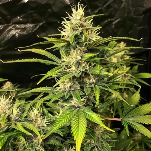 Big Bud grown by a customer