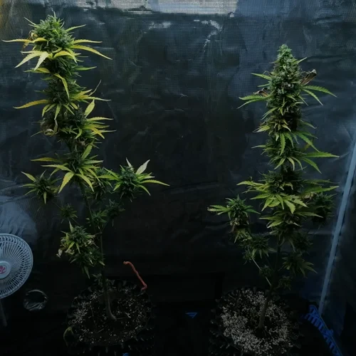 Blueberry auto plant in its 13th week