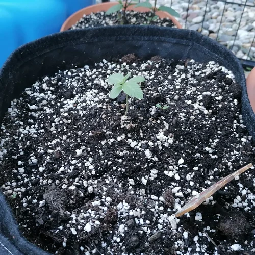 Blueberry auto plant in its 2nd week