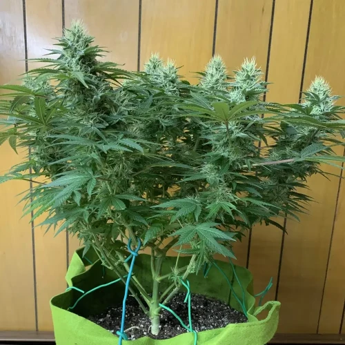 Bruce Banner Woche 10