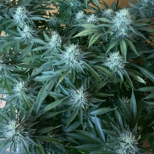 Bruce Banner Woche 11