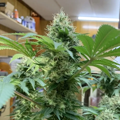 Bruce Banner Grow Week 13