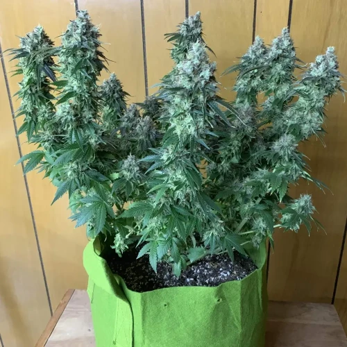 Bruce Banner Grow Week 14