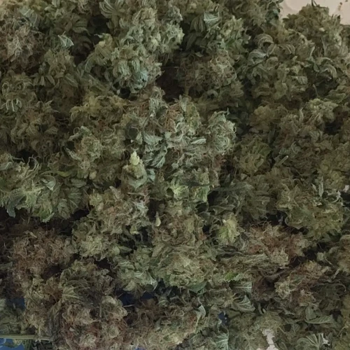 Bruce Banner Grow Week harvest