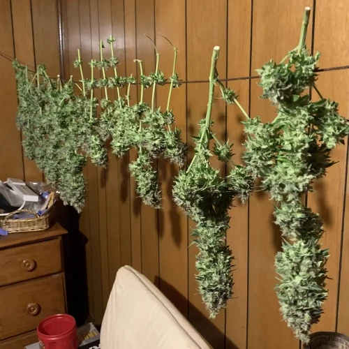 Bruce Banner Grow Week harvest