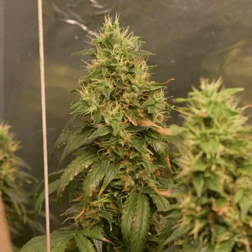 Bruce Banner grown by a customer