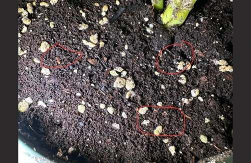 Close-up of dark cannabis potting soil with red circles highlighting several tiny, translucent fungus gnat larvae with black heads crawling on the surface.