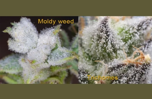 Macro side-by-side comparison of moldy cannabis showing white powdery mildew versus healthy cannabis showing distinct resinous trichomes.