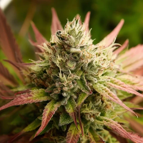Neu gezüchtete Cannabissorte
