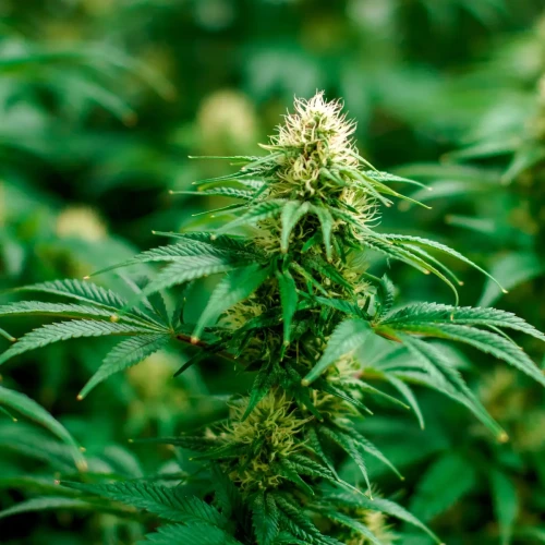 Healthy cannabis plant