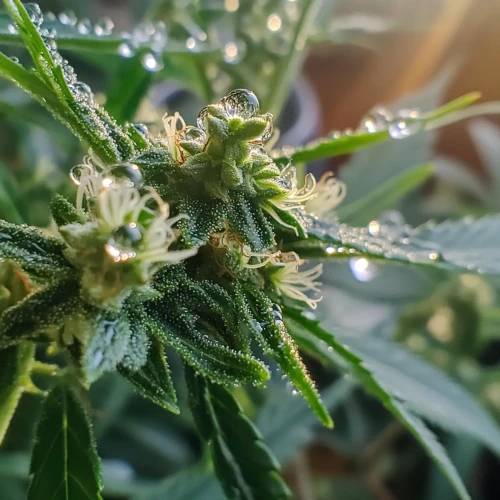 Healthy humid cannabis plant growing