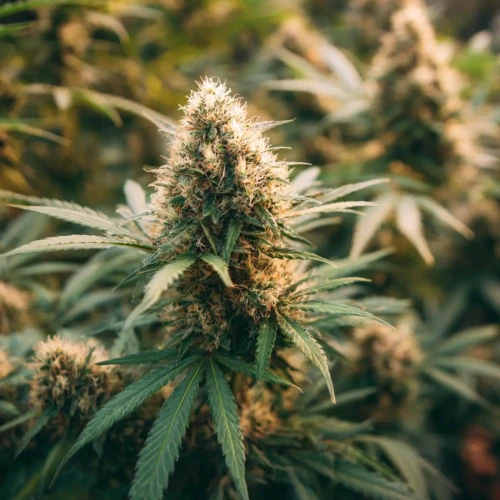 Cannabis Plant with Large Buds