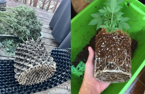 Side-by-side comparison of cannabis roots in coco coir. Left image shows roots from an Air-Pot after harvest; right image shows roots from a fabric pot during transplanting. Both demonstrate excellent aeration.
