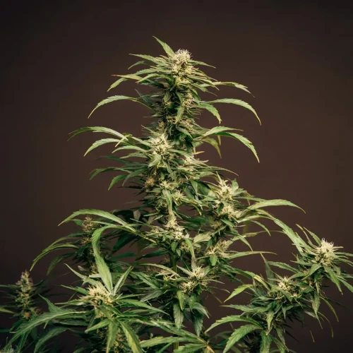 Sativa-Cannabispflanze