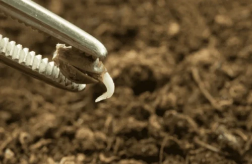 Macro photography of a germinated cannabis seed held by metal tweezers by its shell, showing a small white taproot against a blurred soil background.