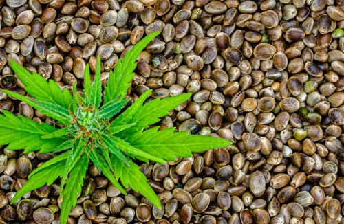 Guide to Buying Cannabis Seeds in Liverpool