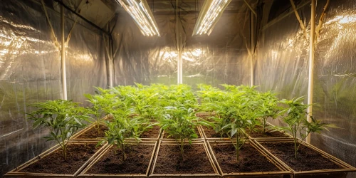 Cannabis plant CBD with under lights