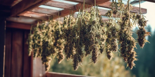 Drying CBD Cannabis Plants