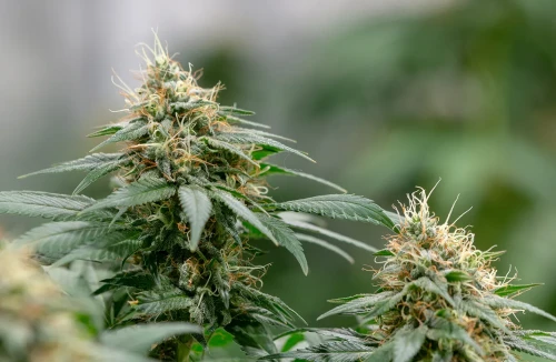 5 Fastest Autoflower Strains For A Quick Grow ⌛