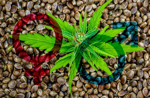 What's best for you: feminized seeds vs regular