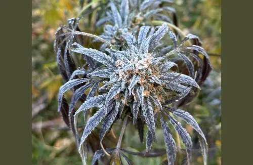 Close-up of a flowering cannabis plant with deep purple leaves covered in a layer of morning frost and ice.