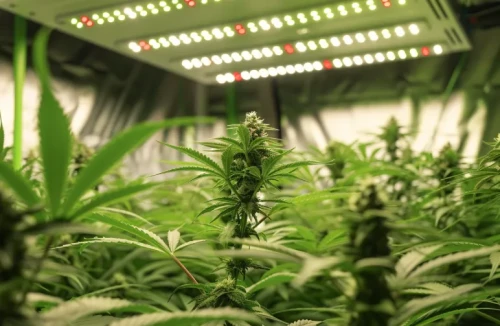 A modern indoor grow tent featuring a full-spectrum LED light panel shining down on flowering cannabis plants.