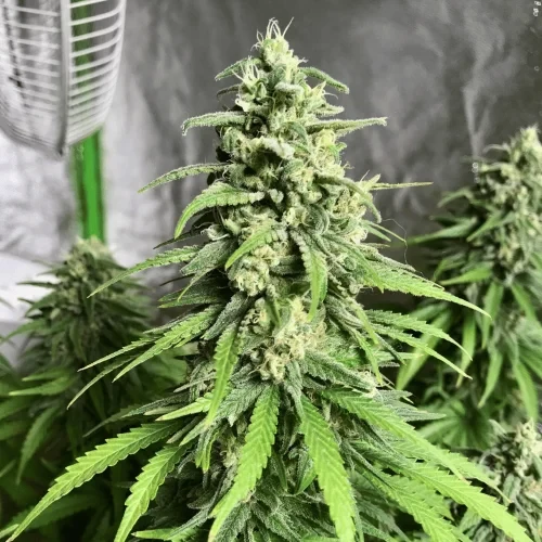 Gelato Grown by a customer