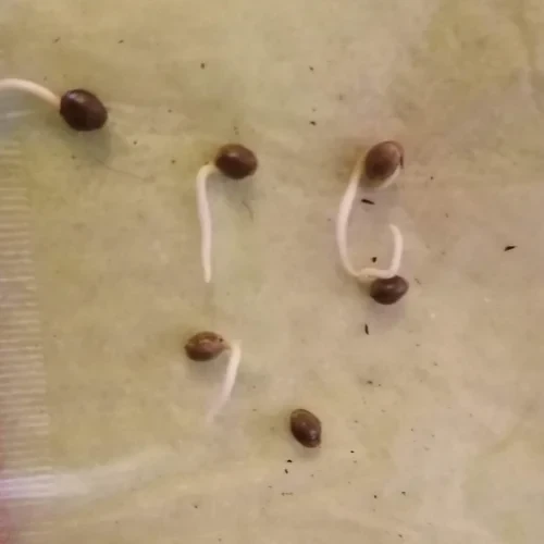 Cannabis seeds germinated on paper towel