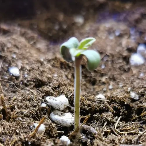 Godfather OG  feminised germination