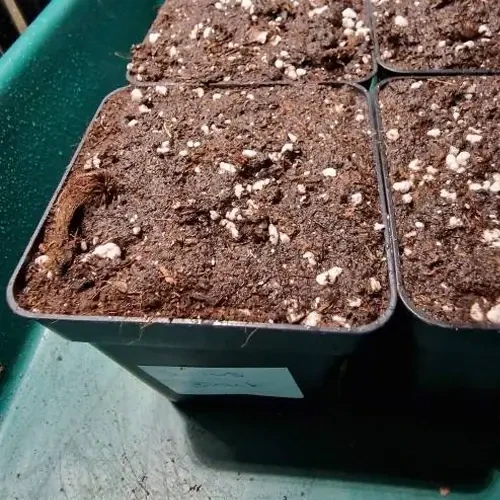 Germination Sirius Black Seeds in container