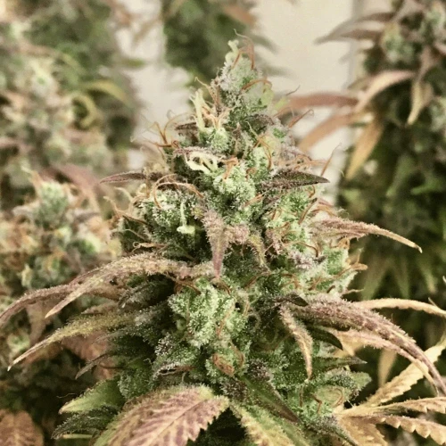 Gorilla Glue grown by a customer