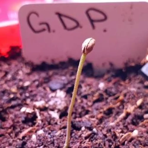 Granddaddy Purple Week 1
