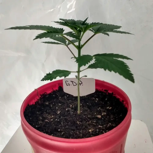 Granddaddy Purple Week 2