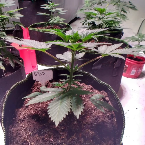 Granddaddy Purple Week 3
