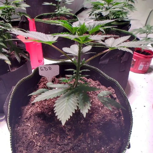 Granddaddy Purple Week 4
