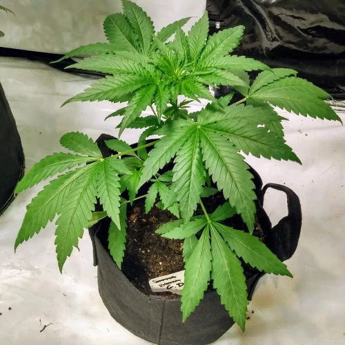 Granddaddy Purple Week 6