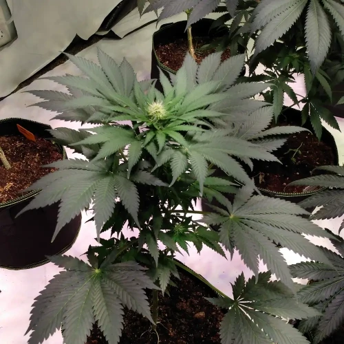 Granddaddy Purple Week 5