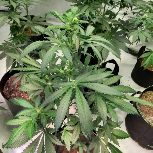Granddaddy Purple Week 7