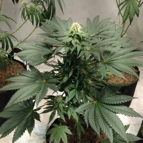 Granddaddy Purple Week 8