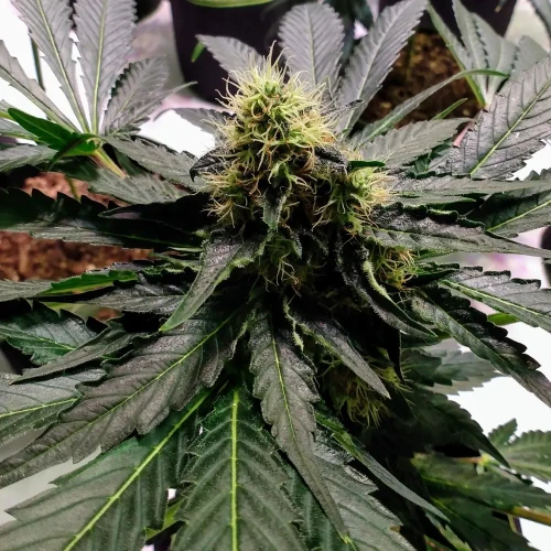 Granddaddy Purple Week 9