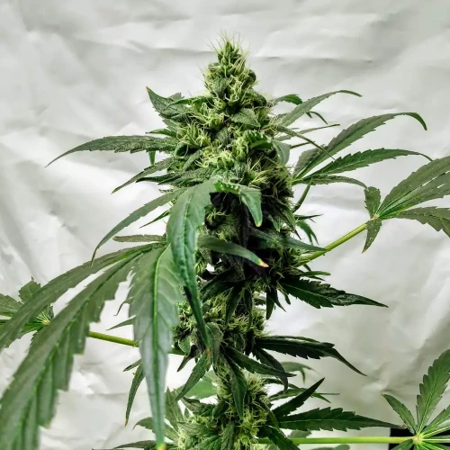 Granddaddy Purple Week 10