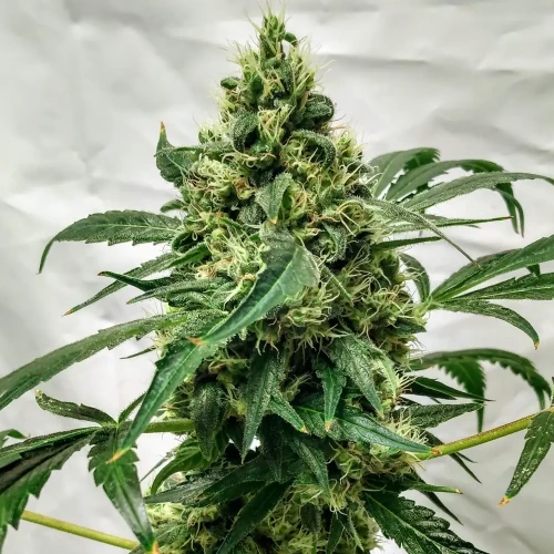 Granddaddy Purple Week 11 second