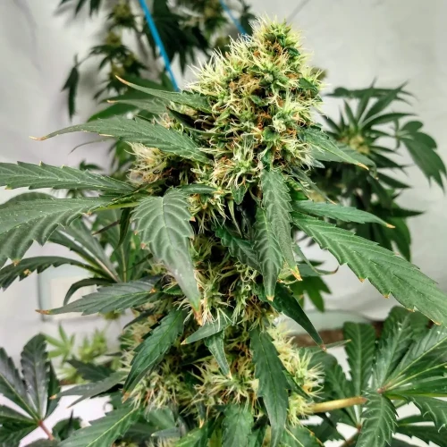 Granddaddy Purple Week 11