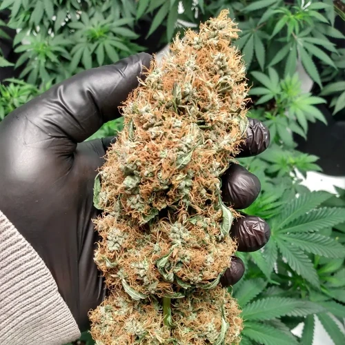 Granddaddy Purple Week Harvest Bud 2