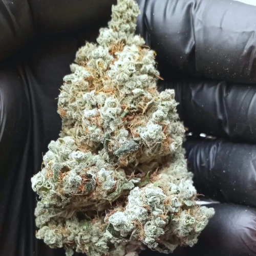 Granddaddy Purple Harvest Bud 1