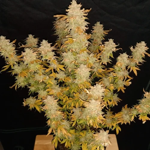 Green Crack grown by a customer