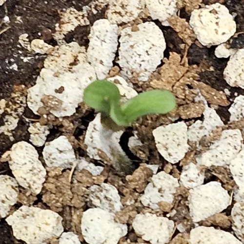 Acapulco Gold Auto Week 1