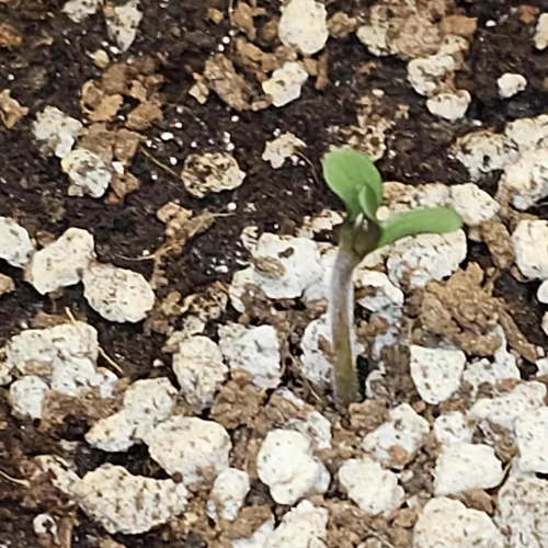 Acapulco Gold Auto Week 1