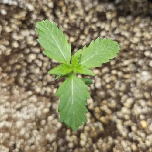 Acapulco Gold Auto Week 2